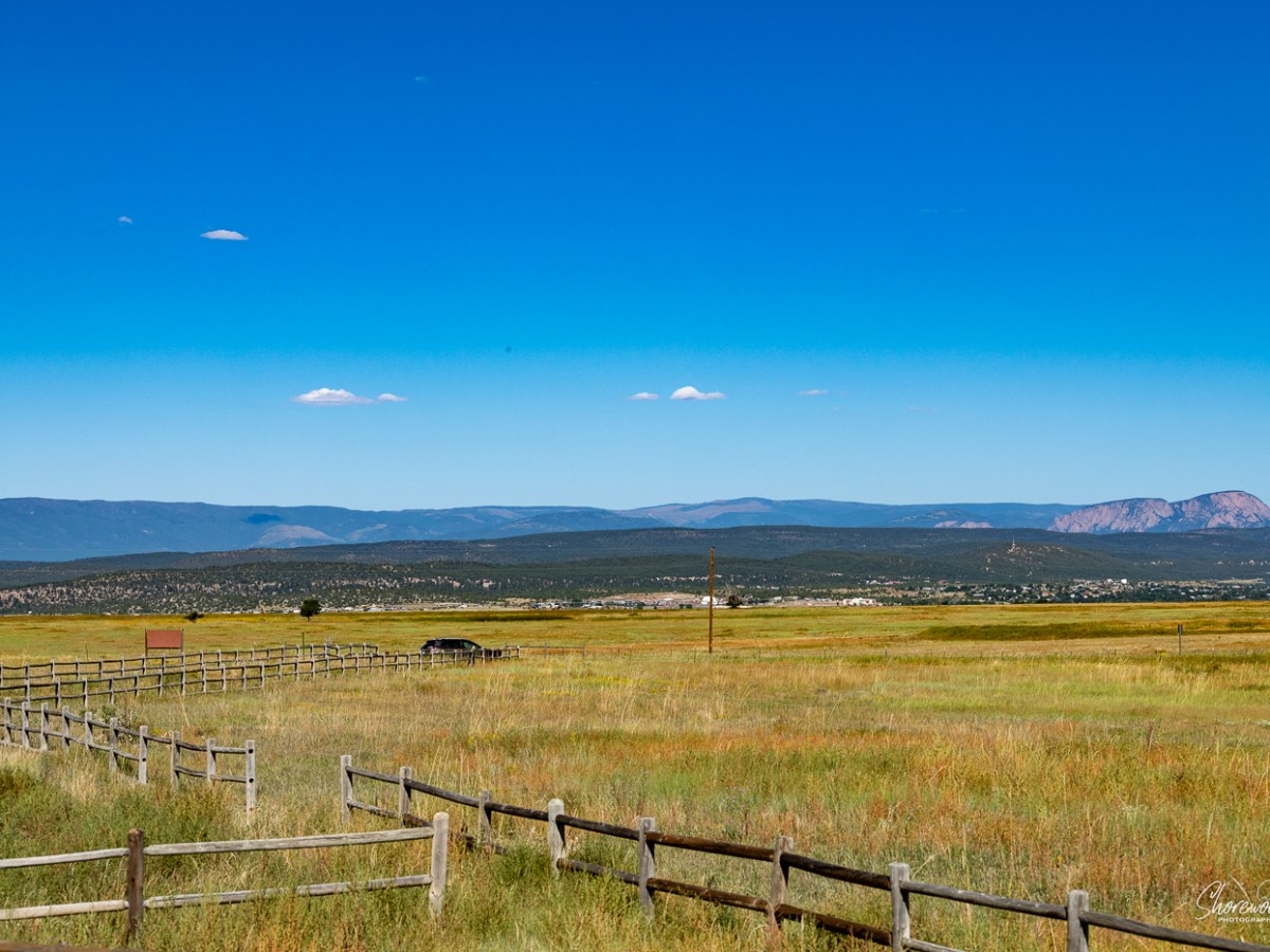 Route 66 Day 16: The Wild&nbsp;Life