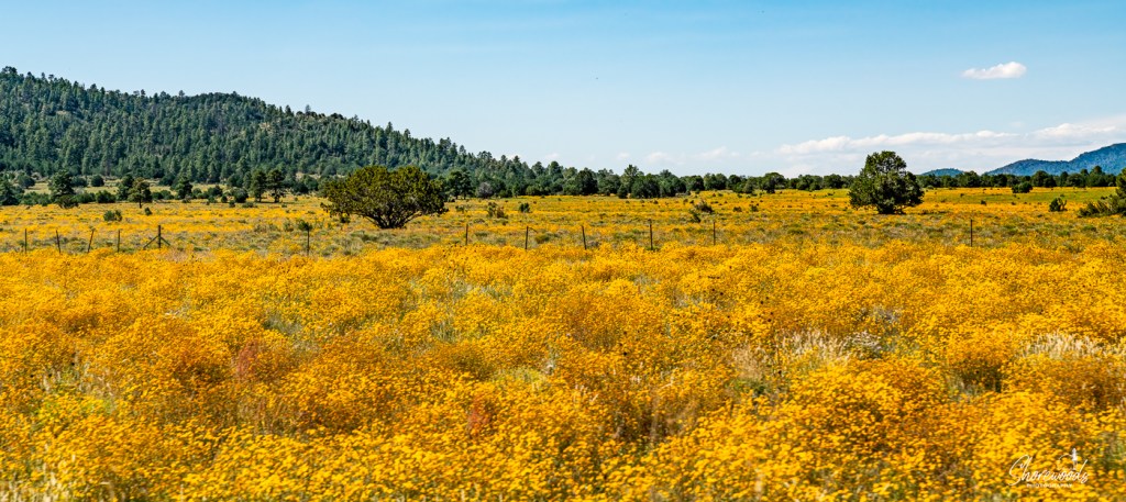 Route 66 Day 23: Thank You, Thank You Very&nbsp;Much