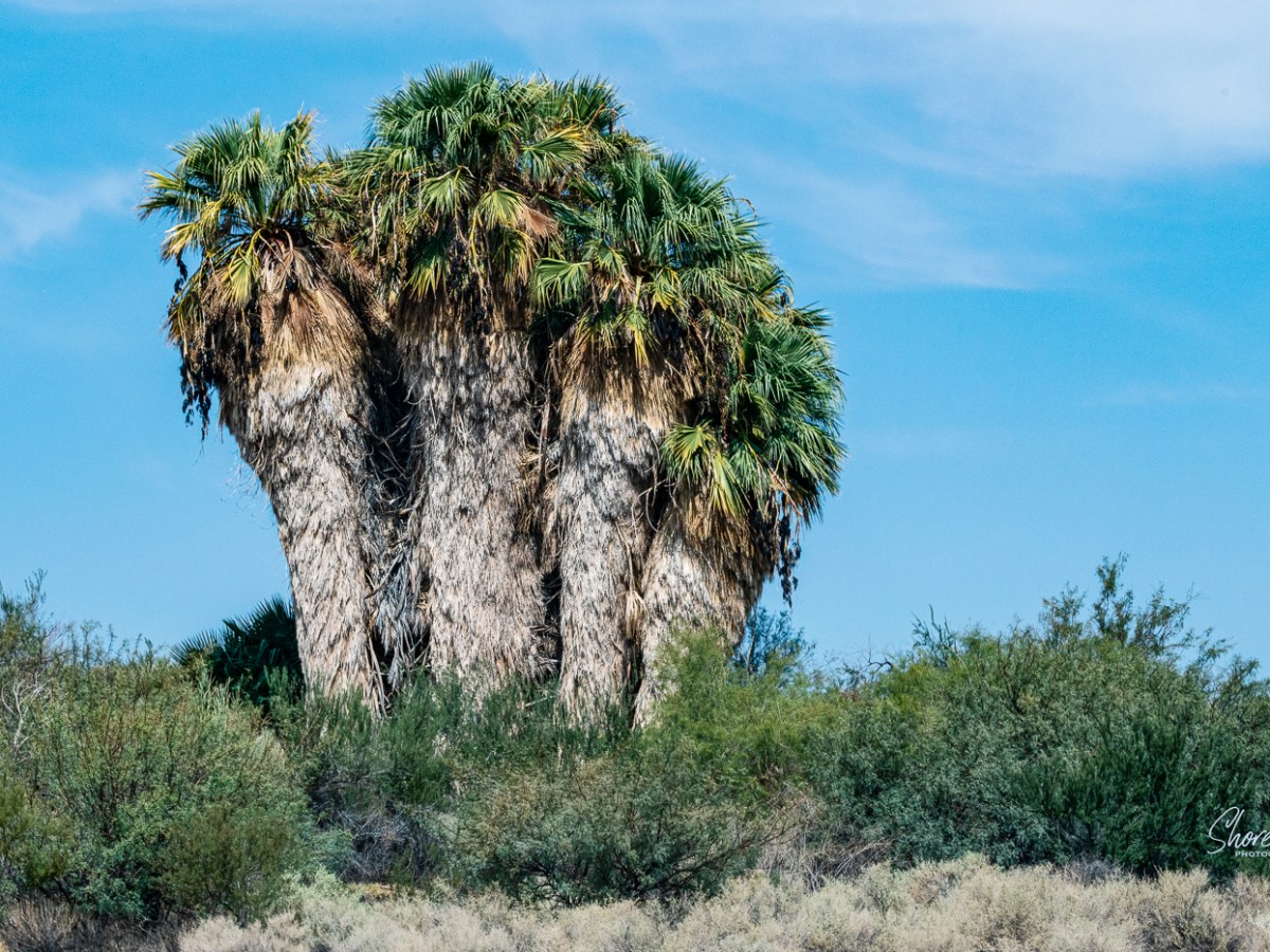Route 66 Day 26: Roses in the Desert 