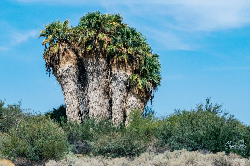 Route 66 Day 26: Roses in the Desert 