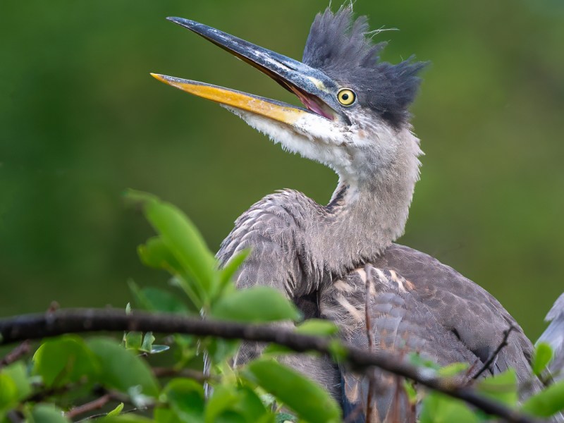 Florida Birding Trip Day 1:&nbsp;Pivot!