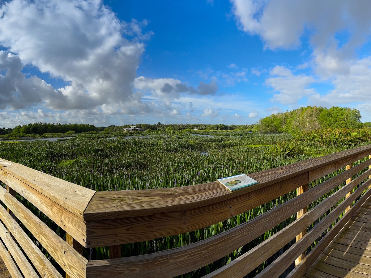 Florida Birding Trip Day 2: We’re Going On an Owl&nbsp;Hunt!
