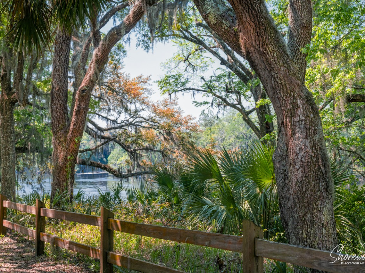 Florida Birding Trip: The Wild of Springs &&nbsp;Prairies