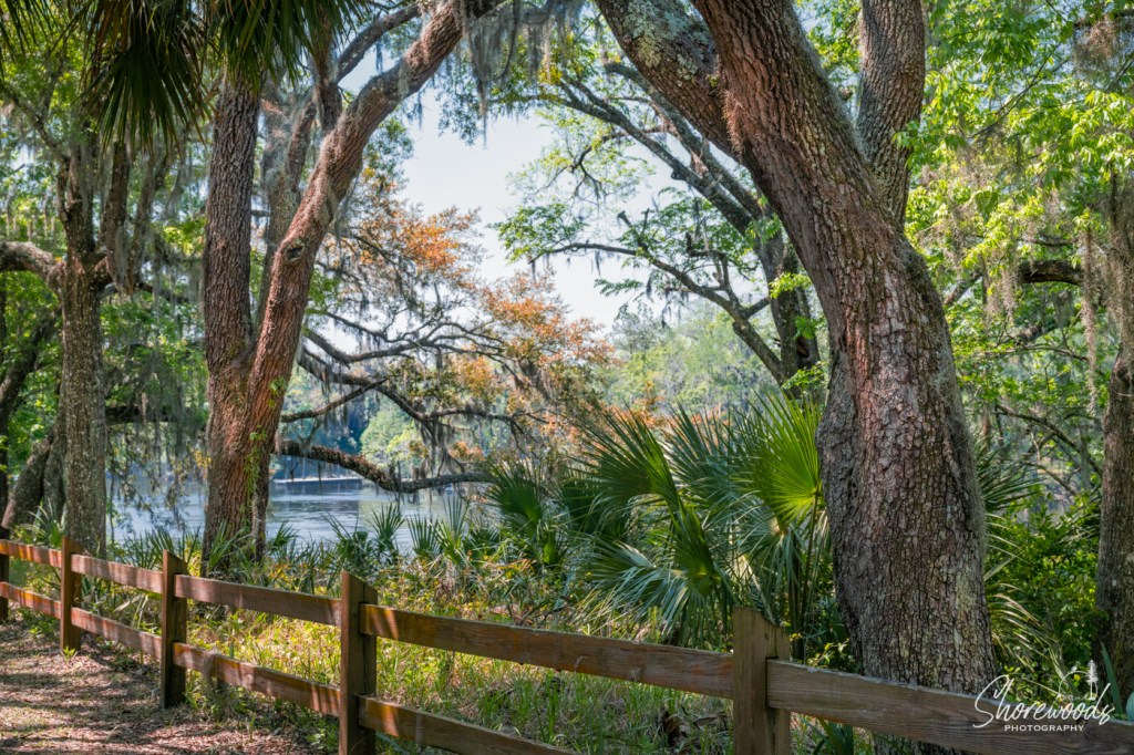 Florida Birding Trip: The Wild of Springs &&nbsp;Prairies
