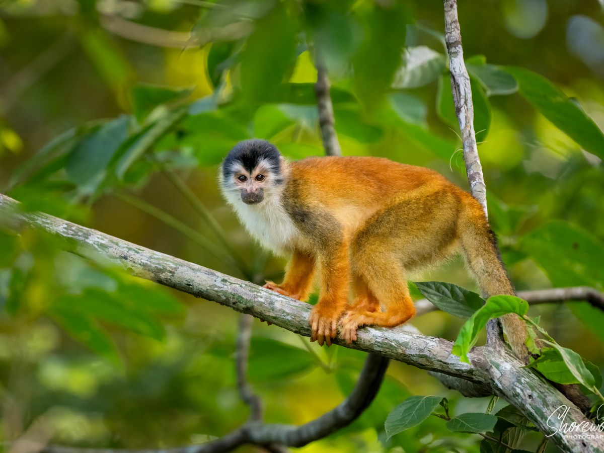 Costa Rica Wildlife Adventure Day 2: Jungle&nbsp;Paparazzi